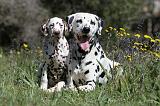 DALMATIEN 078